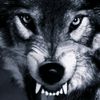 igor79volf