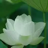 buithithuha74