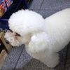 fabin_p17