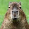 capibara_emotis