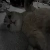 dalou_01