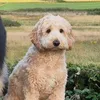 wee_abby