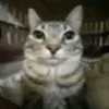 yourcatsgoldfish
