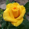 thahtam11