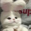 bunny_a_247