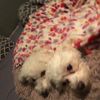hachi209817