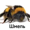 sigmashmel