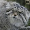 rabarbarowyrewolwerowiec