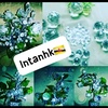 intanhkintanhk