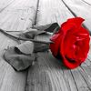 user3959167502155