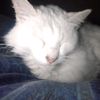 gato_x_acesso_a_internet