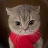 xwerido0