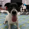 aisha_aurea