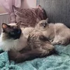 ragdollcatiam