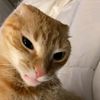 cat_c123