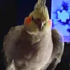 calopsita_colicoli