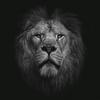 lion______________