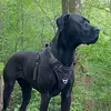 aiva_the_dog