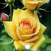user19940831735145