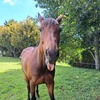 isabel.horses_nz