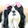 cristalpandashihtzu