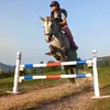 lovemyhorse348