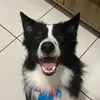 fredbordercollie