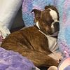 deisel_.the..pup