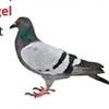 pigeon_spy_