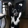goose_couac