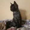 catdana2024