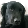 kpopeblzeira