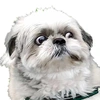 shihtzu_tempo