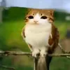 marckfarts