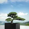 blueskybonsai