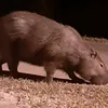 whatsapzap