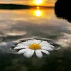 hazal.0006