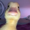 duck_level22