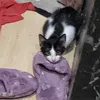 eliseboop