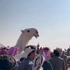 f15saif1