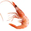 gamba_oficial