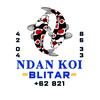 ndan_koi_blitar