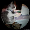 meochinhhieu