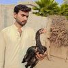 zeeshanmayo371