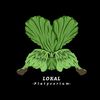 lokal_platycerium