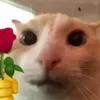 nataxuu