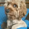 marshal.deblizardy