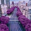 ummetarhpurple
