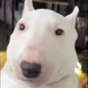 hugo_insano_271110