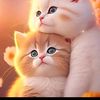 innocent_767